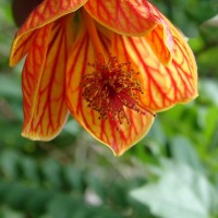 Callianthe picta (Gillies ex Hook. & Arn.) Donnell